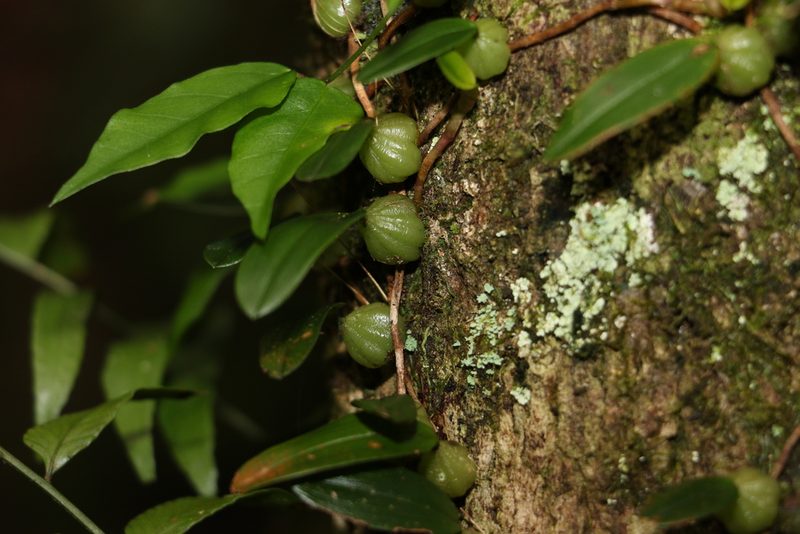 Bulbophyllum exiguum, photographed by Greg Tasney