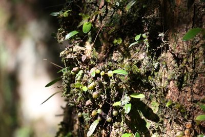 Bulbophyllum exiguum, photographed by Greg Tasney