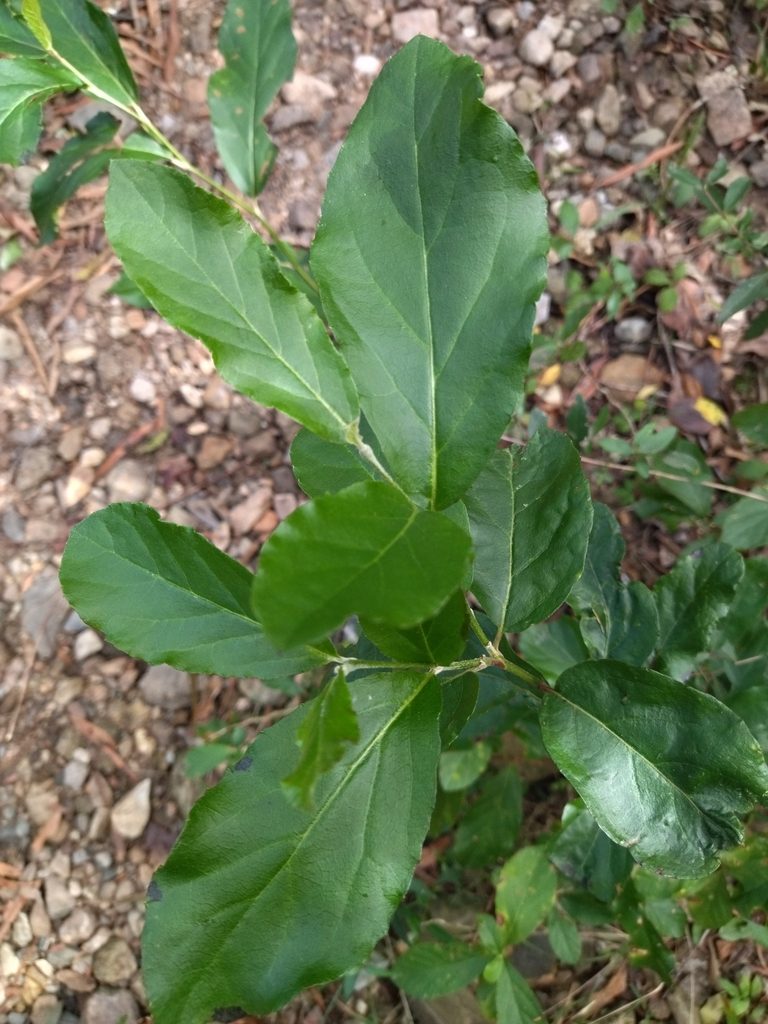Styrax leprosus, photographed by Carol Fontes