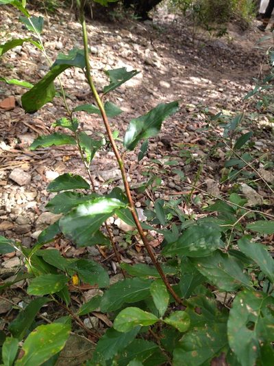 Styrax leprosus, photographed by Carol Fontes