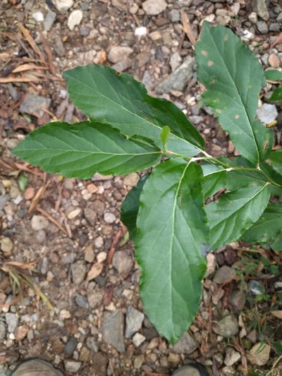 Styrax leprosus, photographed by Carol Fontes