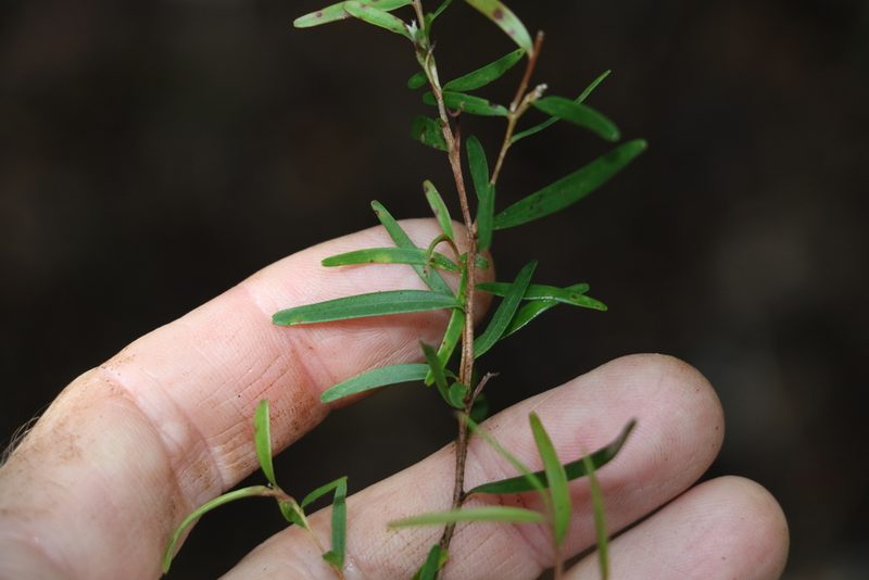 Leptospermum petersonii, photographed by Greg Tasney