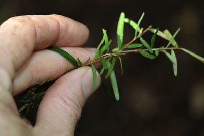 Leptospermum petersonii, photographed by Greg Tasney