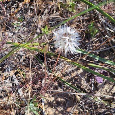 Uropappus lindleyi, photographed by Dan Horowitz