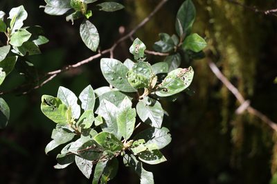 Pomaderris notata, photographed by Greg Tasney