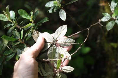 Pomaderris notata, photographed by Greg Tasney