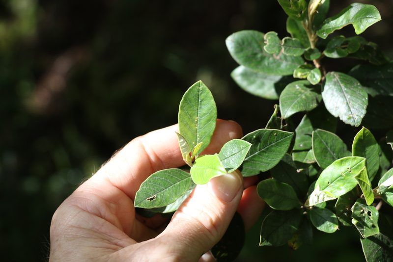 Pomaderris notata, photographed by Greg Tasney