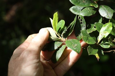 Pomaderris notata, photographed by Greg Tasney