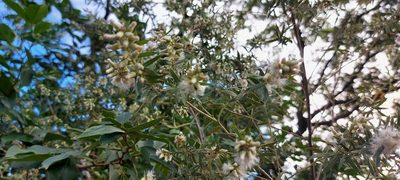 Baccharis dracunculifolia, photographed by Cecilia Fer Díaz