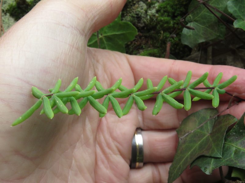Pellaea ternifolia, photographed by Juan Carlos Caicedo Hernández