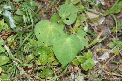 Piper excelsum, photographed by Joe Dillon