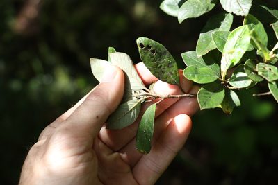 Pomaderris notata, photographed by Greg Tasney