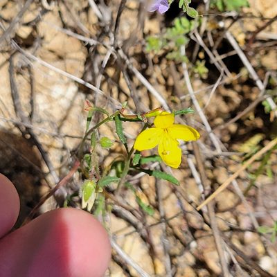 Eulobus californicus, photographed by Dan Horowitz