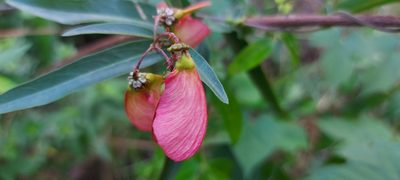 Heteropterys glabra, photographed by Cecilia Fer Díaz