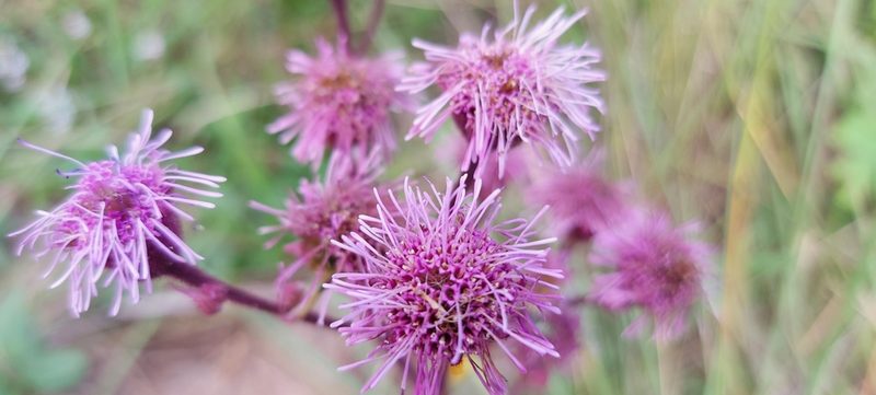 Campuloclinium macrocephalum, photographed by Cecilia Fer Díaz