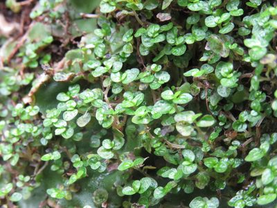 Soleirolia soleirolii, photographed by Juan Carlos Caicedo Hernández