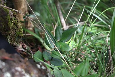 Pellaea paradoxa, photographed by Greg Tasney
