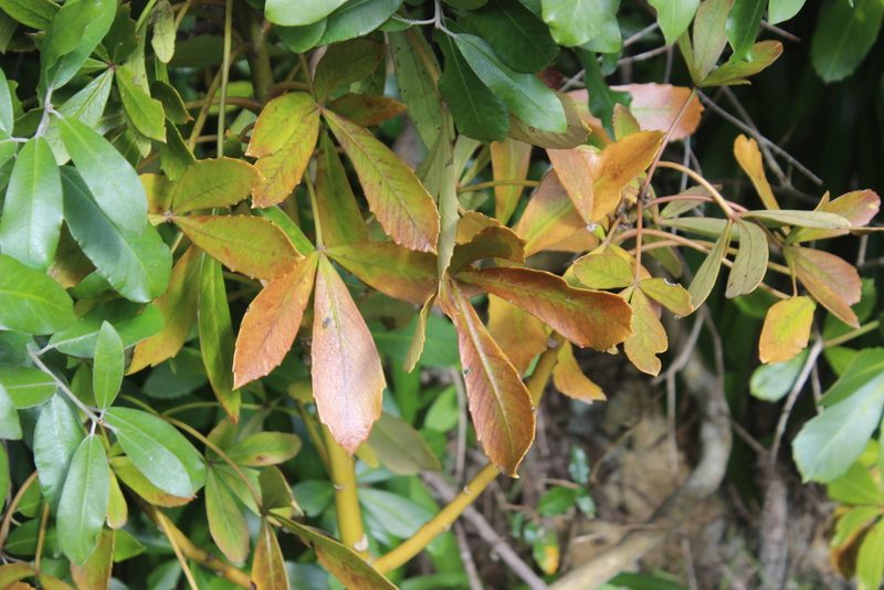 Pseudopanax lessonii, photographed by Joe Dillon