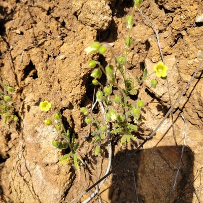 Emmenanthe penduliflora, photographed by Dan Horowitz