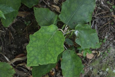 Brachyglottis repanda, photographed by Joe Dillon