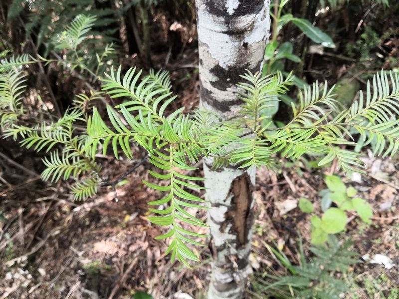 Pectinopitys ferruginea, photographed by Bevan Weir