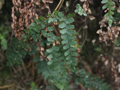 Adiantum cunninghamii, photographed by Joe Dillon