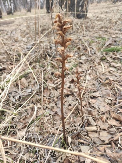 Orobanche krylowii, photographed by Юлия