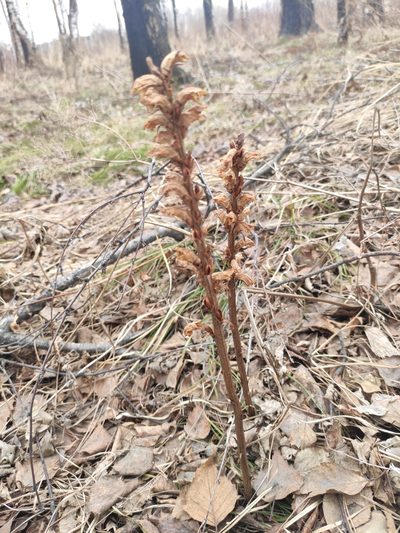 Orobanche krylowii, photographed by Юлия