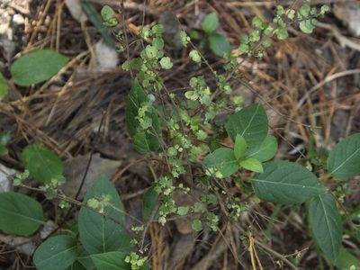 Coprosma rhamnoides, photographed by Joe Dillon
