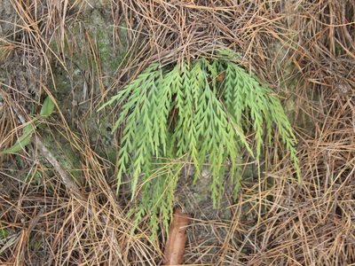 Asplenium flaccidum, photographed by Joe Dillon