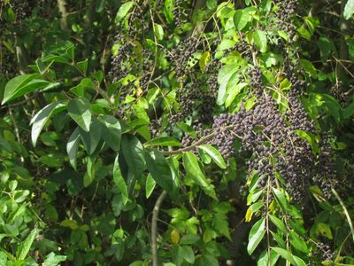 Ligustrum lucidum, photographed by Matias Cabezas