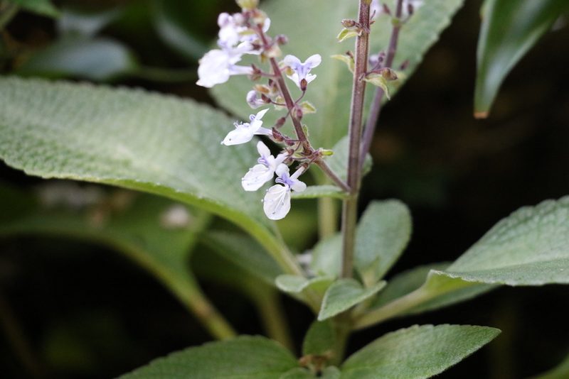 Coleus argentatus, photographed by Greg Tasney