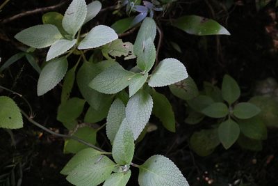 Coleus argentatus, photographed by Greg Tasney