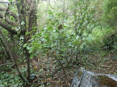 Griselinia littoralis, photographed by Joe Dillon