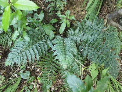 Asplenium gracillimum, photographed by Joe Dillon