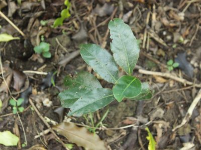 Laurus nobilis, photographed by Joe Dillon