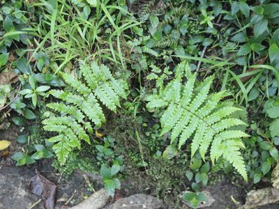 Pakau pennigera, photographed by Joe Dillon