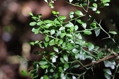 Citrus australasica, photographed by Greg Tasney