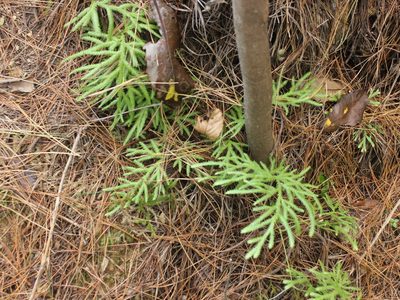 Pseudodiphasium volubile, photographed by Joe Dillon