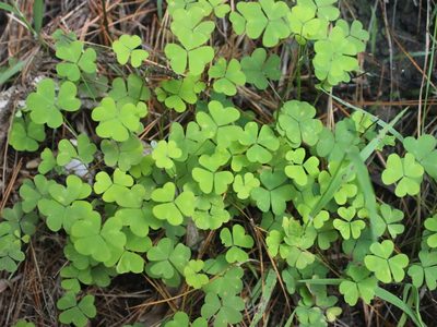 Oxalis incarnata, photographed by Joe Dillon