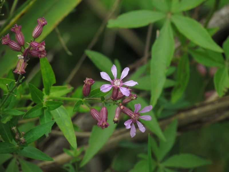 Cuphea racemosa, photographed by Matias Cabezas