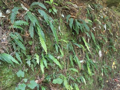 Austroblechnum lanceolatum, photographed by Joe Dillon