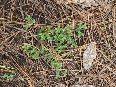 Selaginella kraussiana, photographed by Joe Dillon