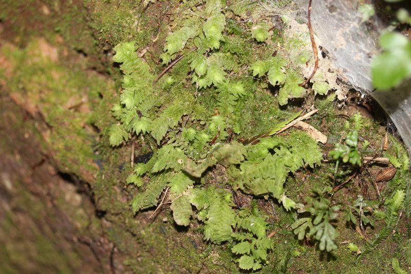 Schistochila glaucescens, photographed by Joe Dillon
