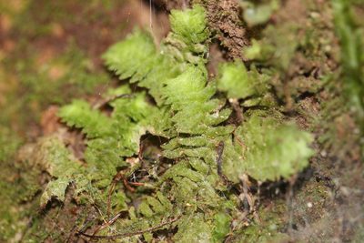 Schistochila glaucescens, photographed by Joe Dillon