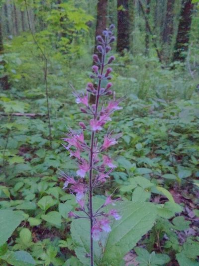 Collinsonia verticillata, photographed by Sam Taylor