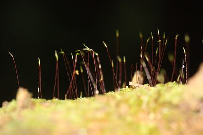 Notohypnum chrysogaster, photographed by Joe Dillon
