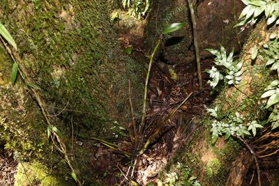 Dendrobium gracilicaule