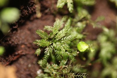 Hymenodontopsis bifaria, photographed by Joe Dillon
