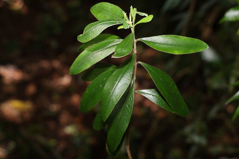 Pimelea gigandra, photographed by Greg Tasney